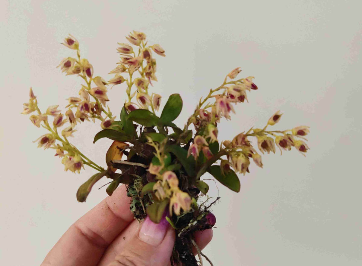 special version of Dendrobium compactum
